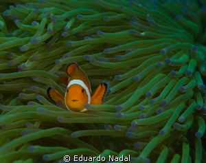 clownfish d7000, 100mm, f10 by Eduardo Nadal 